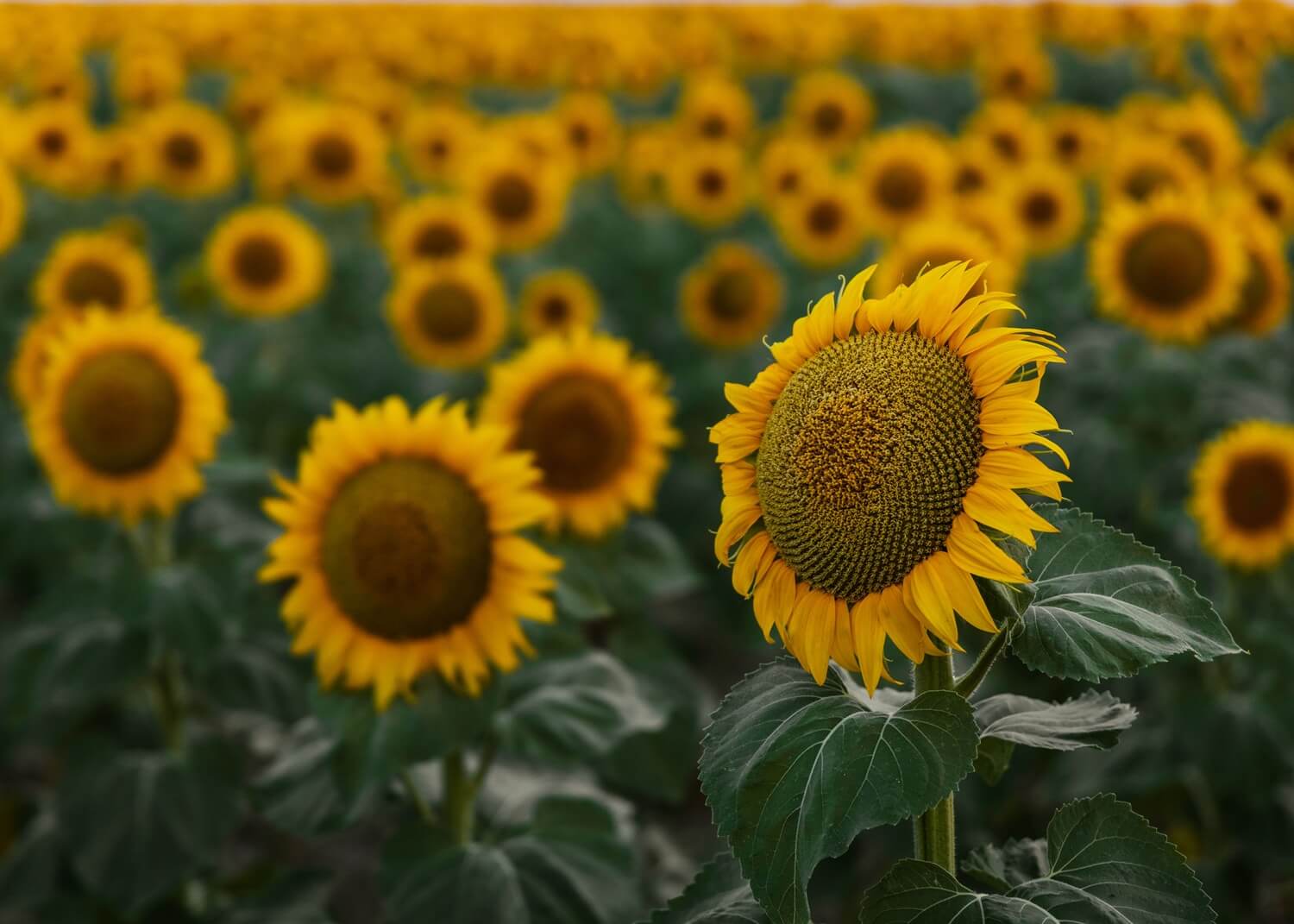 Cultivo de girasol en floración - Campaña agrícola 2026/27