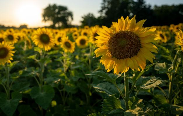 Campo de girasoles en flor al atardecer, representando la sanidad y potencial genético del cultivo de girasol en Argentina.
