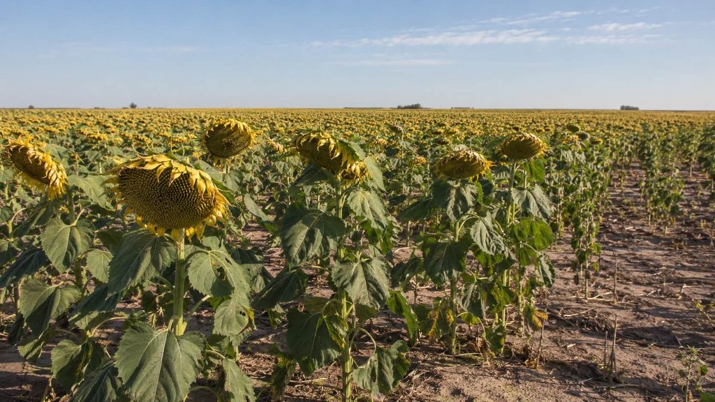 Sanidad y resistencia genética en híbridos de girasol Plantas de girasol con cabezas inclinadas y semillas maduras en terreno agrícola.