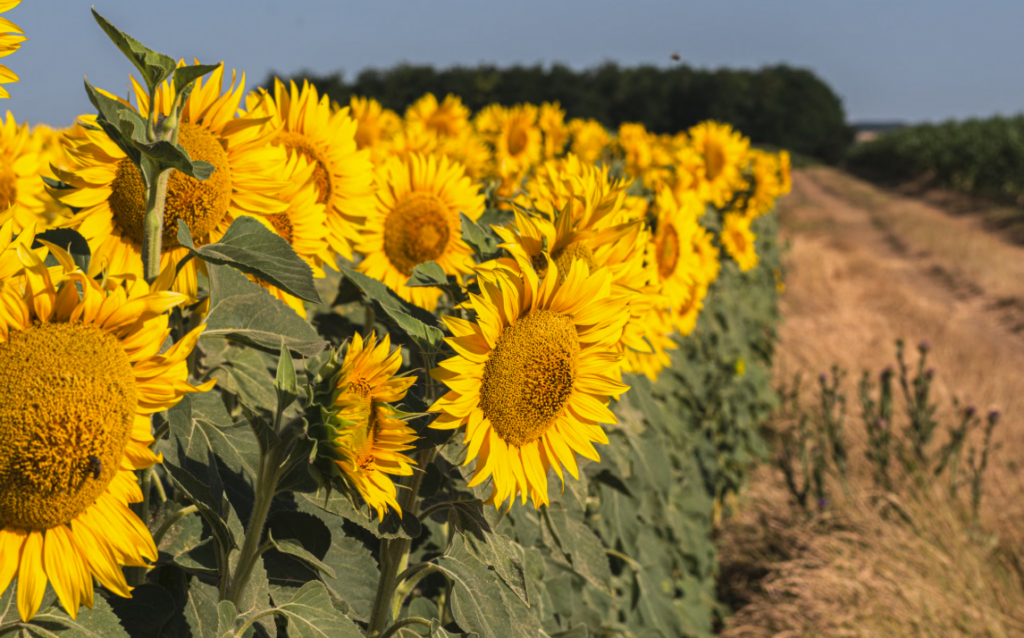 Sanidad y resistencia genética en híbridos de girasol Hilera de girasoles en floración con plantas y follaje sano en un lote agrícola, representando el manejo integral de enfermedades.